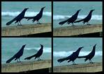 (25) crow montage.jpg    (1000x720)    276 KB                              click to see enlarged picture